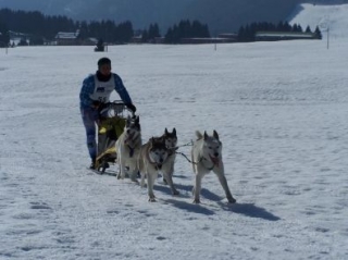  Sleddog in the province of Belluno 